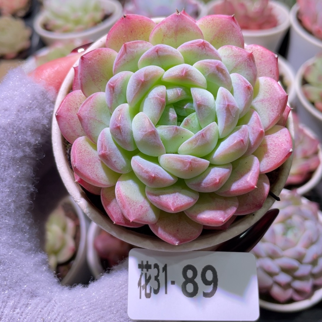 花利美31-89白桃汽水