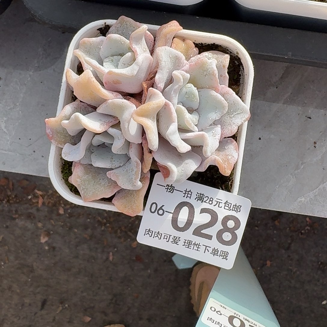芭蕾舞者无盆土发货