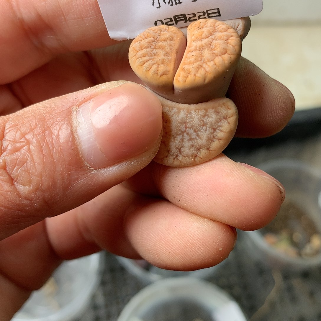 X362多肉植物保护研究所