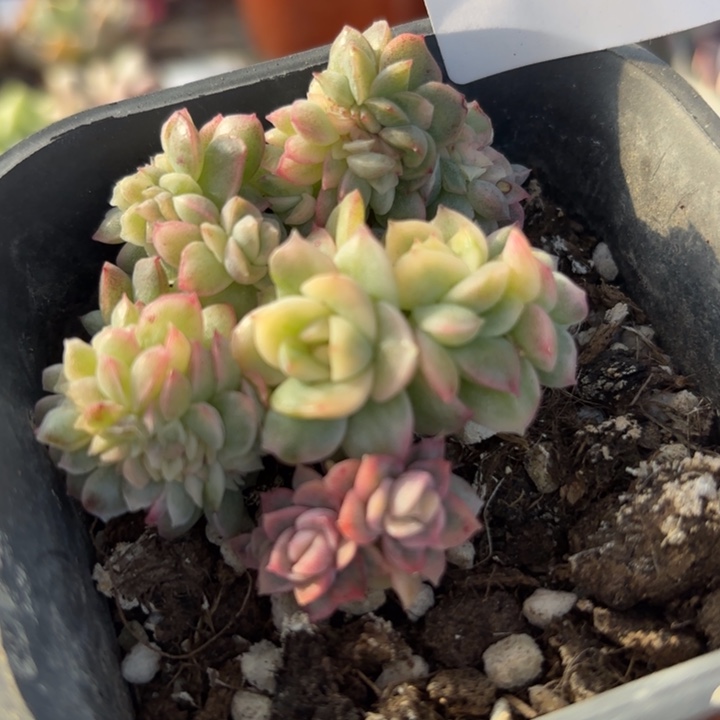 多肉植物满18包邮低于零下8请勿下单