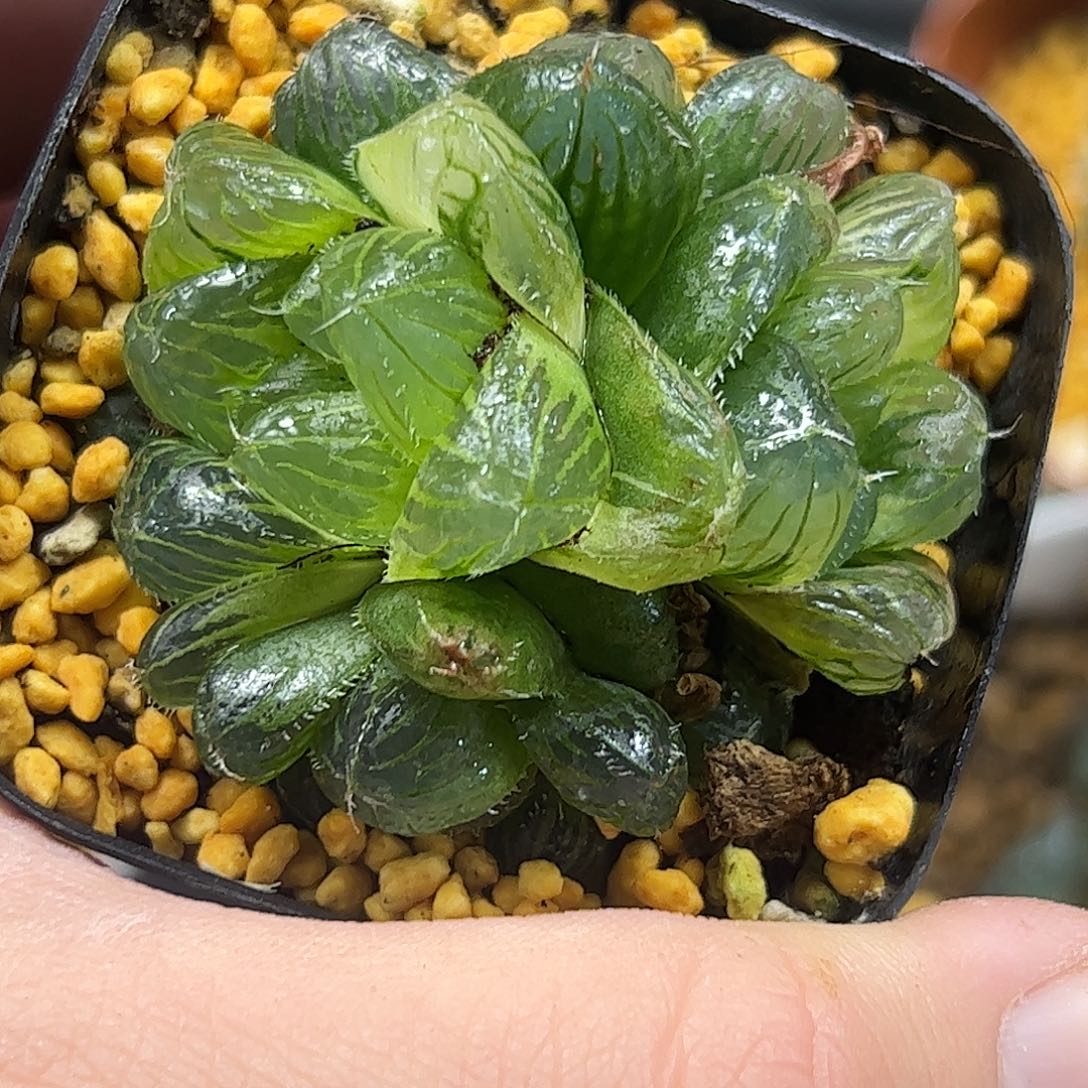 冰魄巨大化十二卷多肉植物