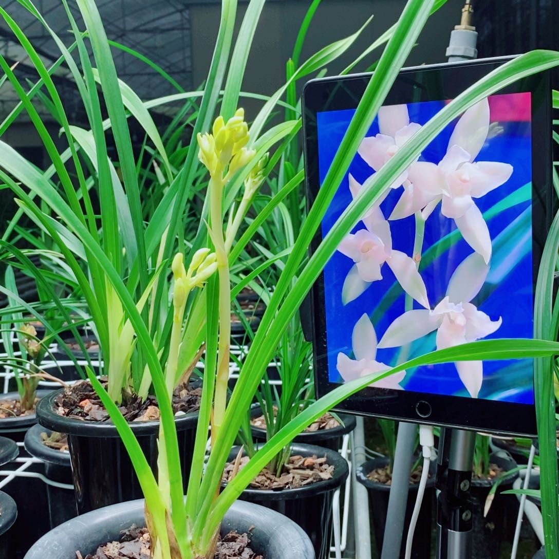 大部分花苞少量开放