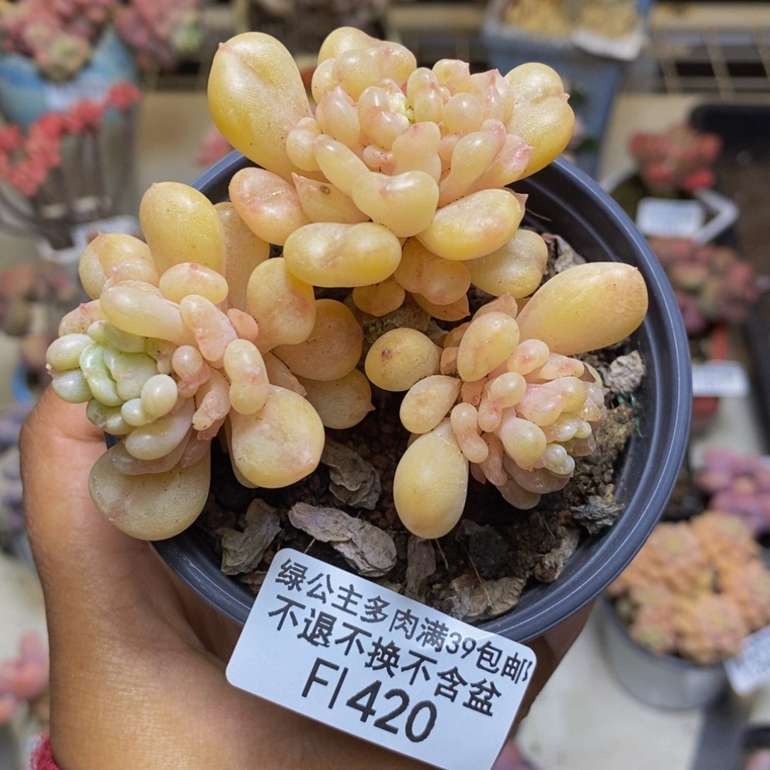 420比尔盖茨多肉7cm