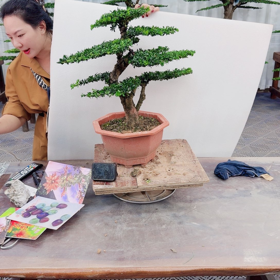 人***沉无花朵罗汉松一物一拍888