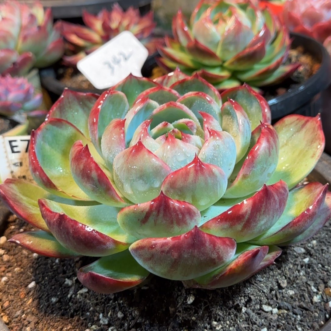 花脸惊鸿一物一拍包装收缩花旱782