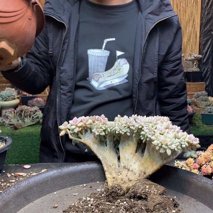 芯***熙700号淡雪多肉植物