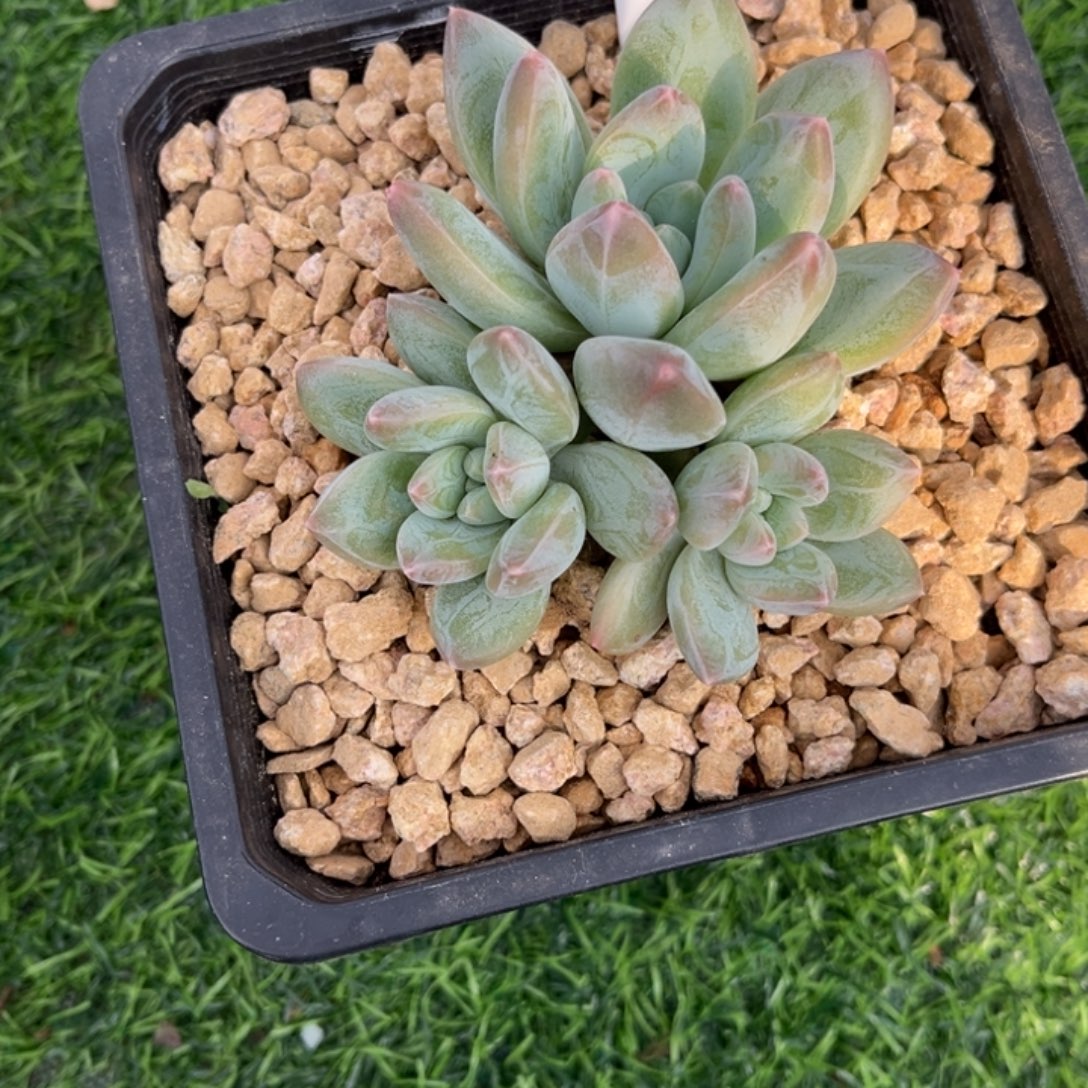 艾米丽多肉植物107