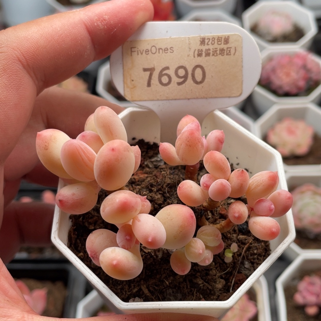 苹果奶7690-7厘米