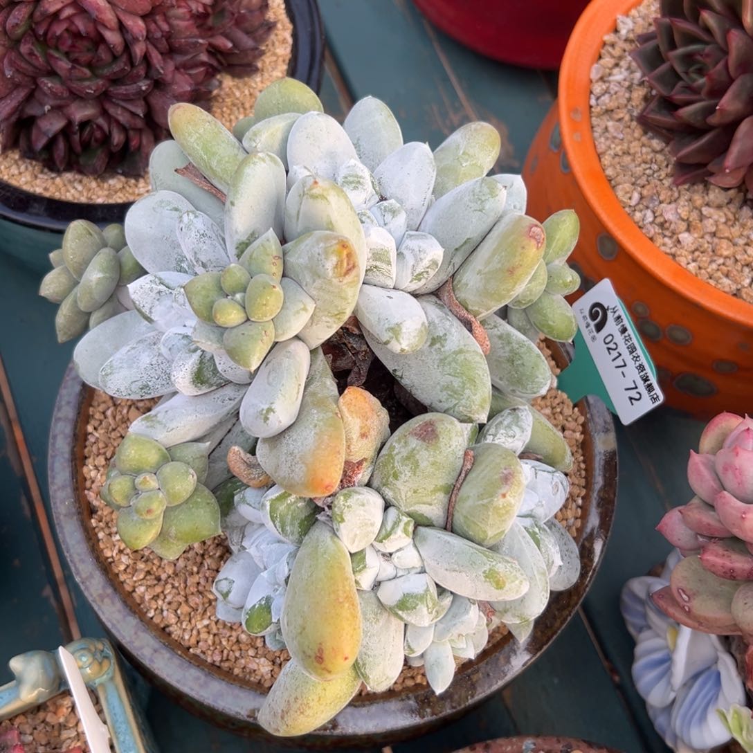 多肉一物一拍0217-72