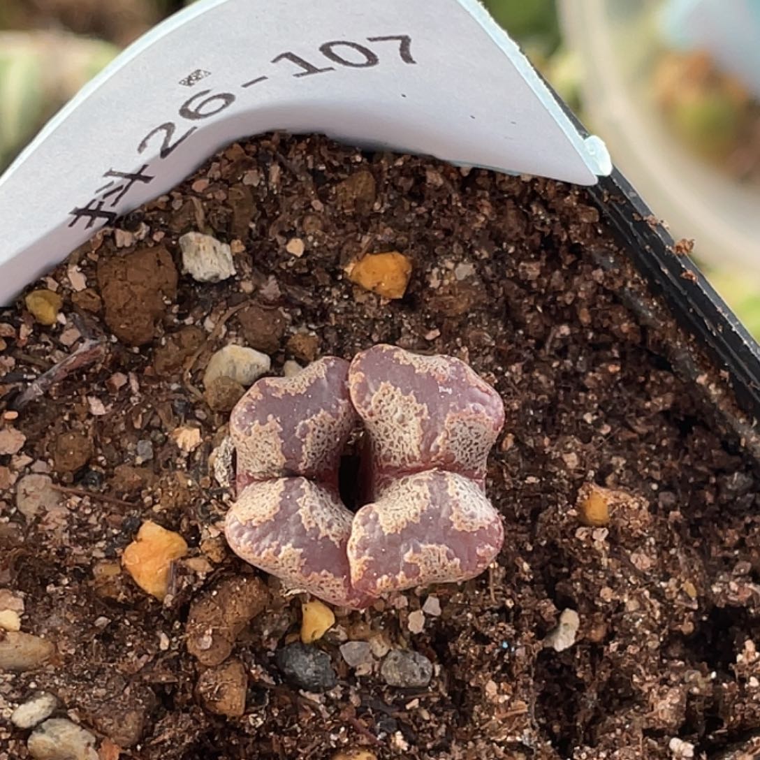 猪***儿26-107肉锥多肉植物