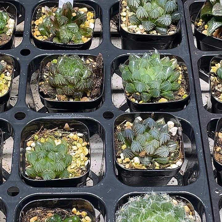 36 脱土发货8颗13.9包邮