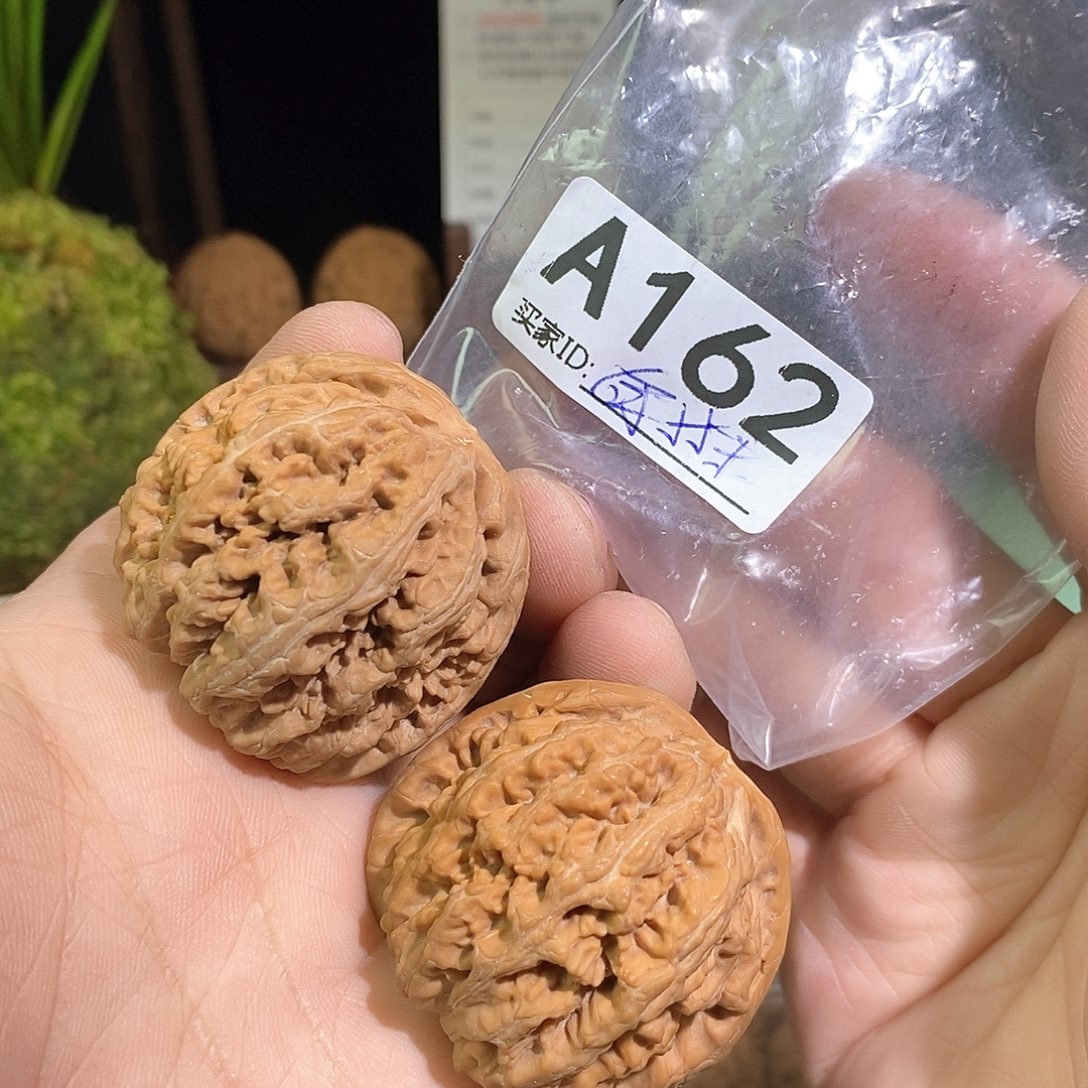 桃核把件粗筋。          43尺