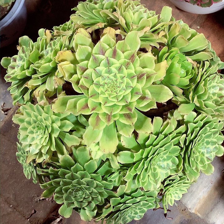 萤火虫，多肉植物