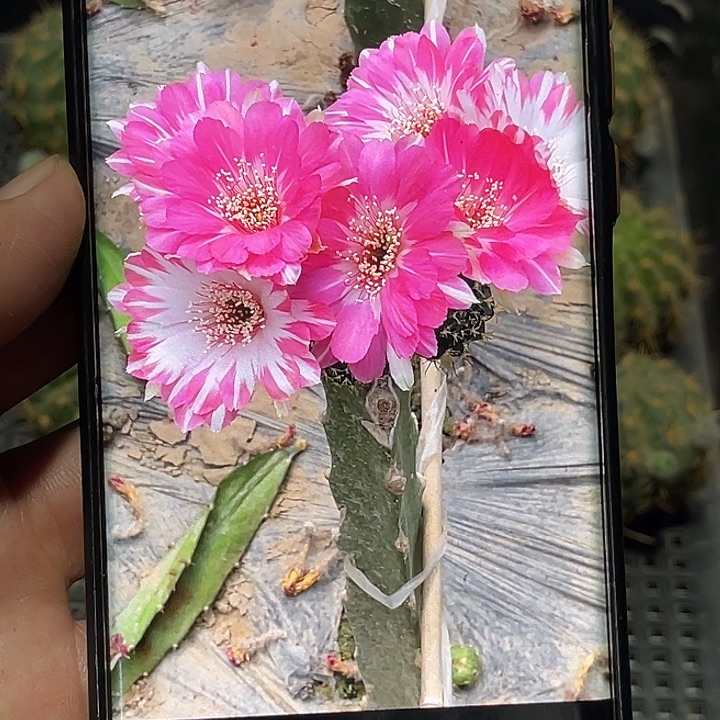 丽 燕双飞侧芽 歪 满20包邮4公分