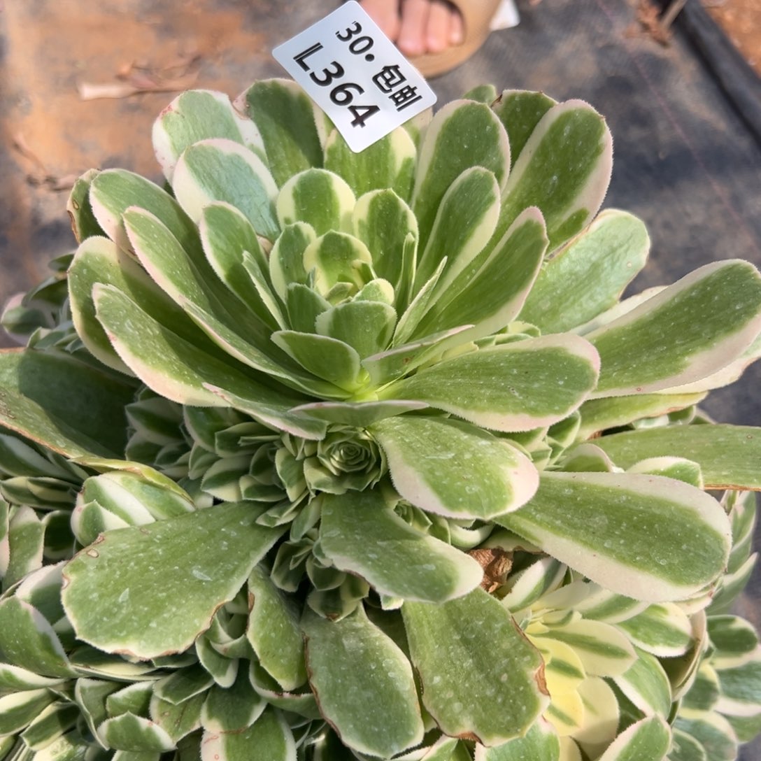 364冷月，满20包邮