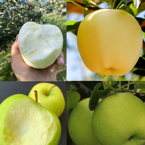 【双装】甘肃天水高山青苹果黄元帅混装苹果现摘现发