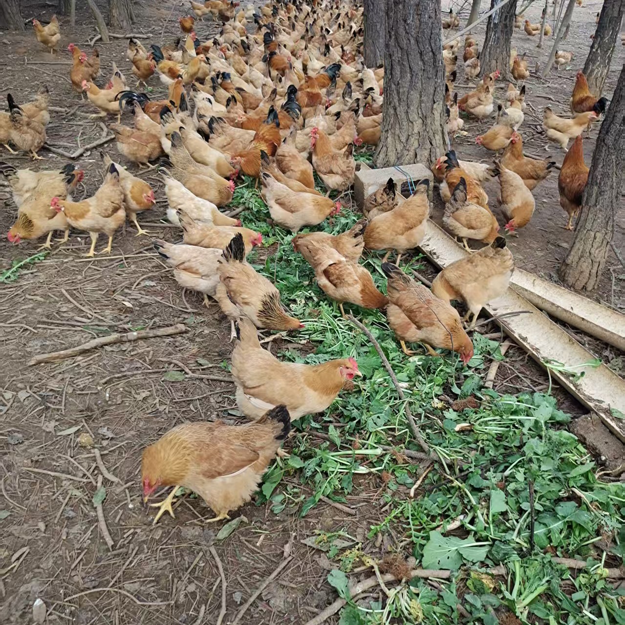 江西农家散养老母鸡跑山土鸡生态散养