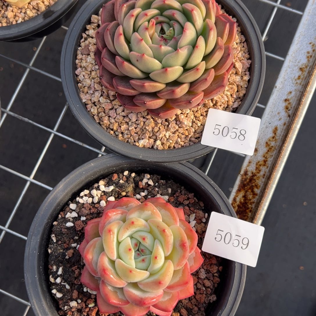 福****制5058 5059肉肉肉肉肉肉肉肉肉