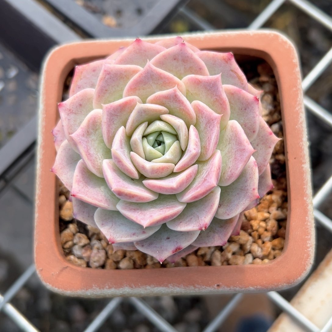 彩虹爱神（满38包邮）多肉