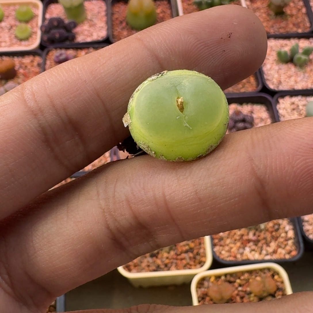 ****呼云缦精品番杏1.9拉登