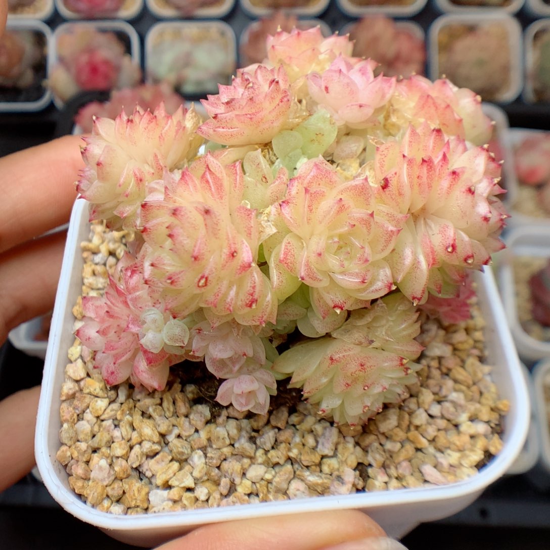 多肉植物。 麦秆18