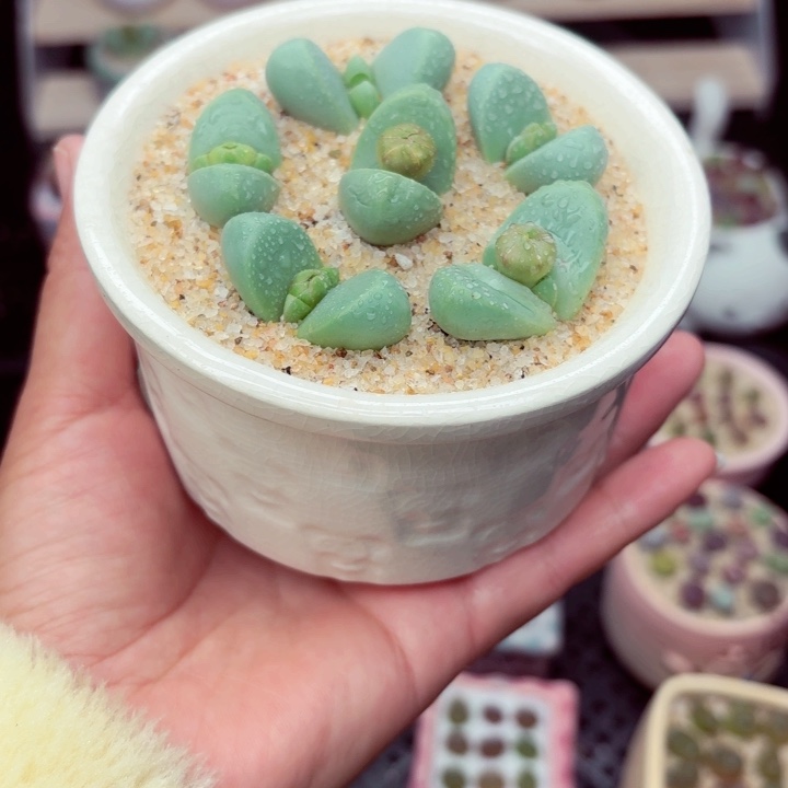 6045 零下地区记得拍保温箱