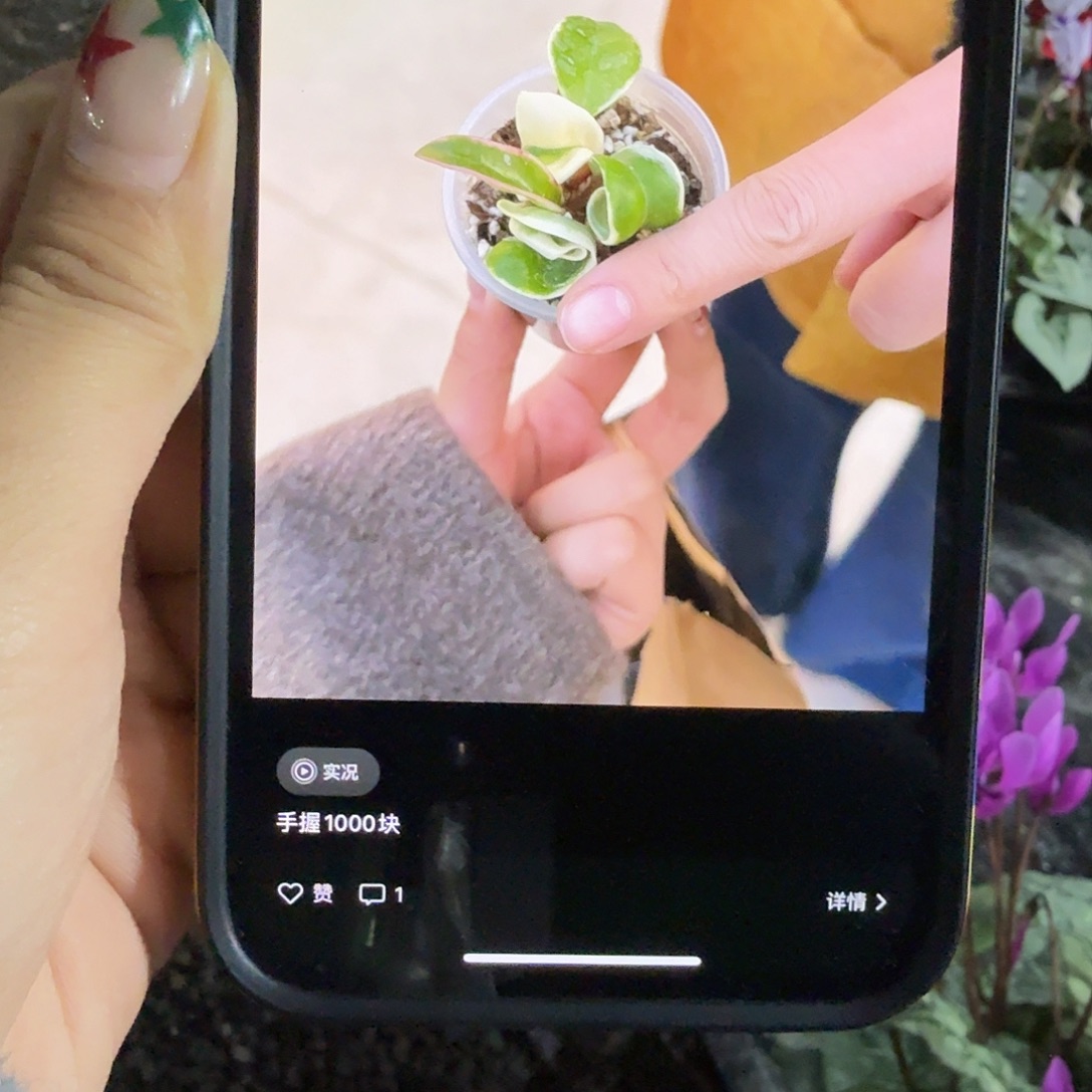 无花朵球兰玛丽安娜