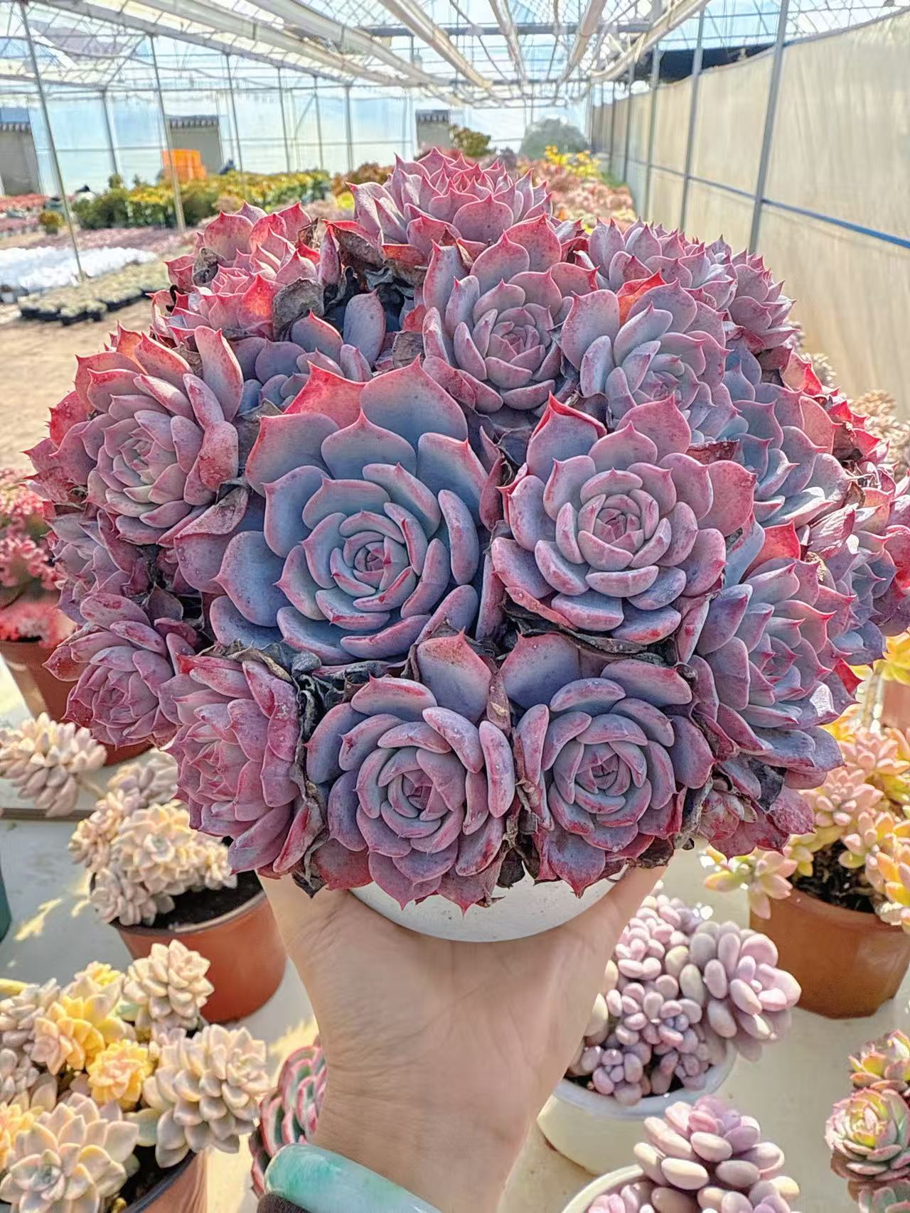 【劳伦斯大手捧】脱土发货  阳台好养盆栽露养老桩多肉 