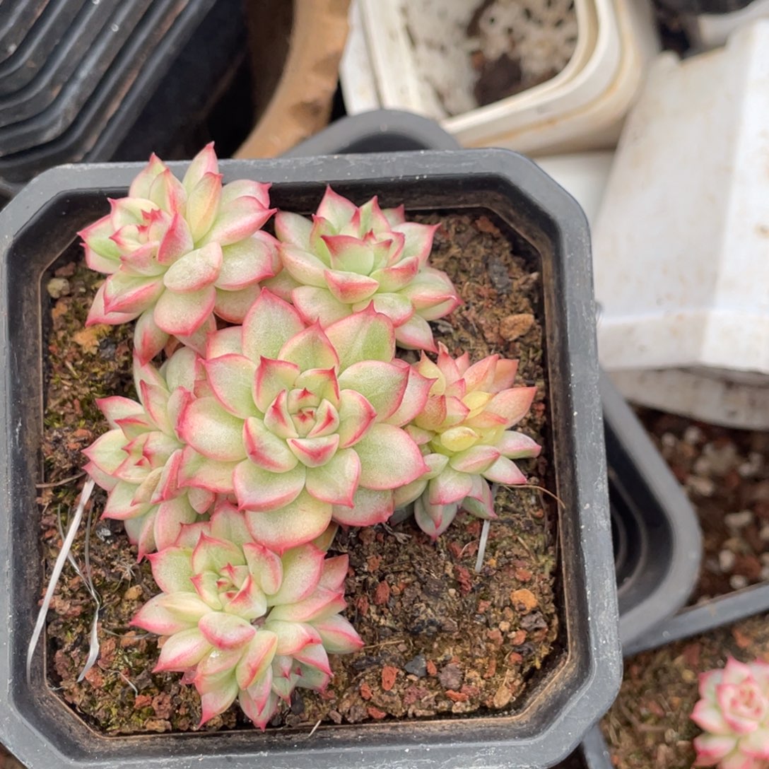 妙***佳东云带锦宝贝专拍