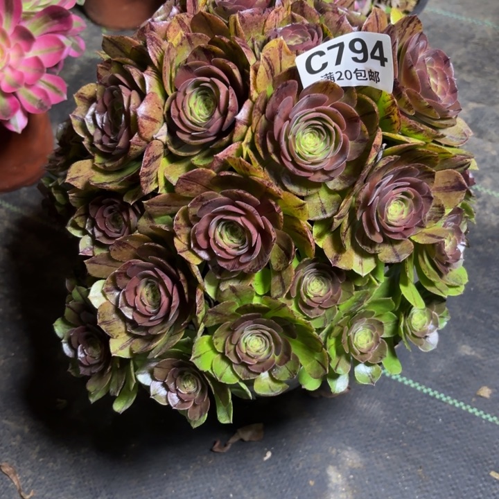 瑞妈一物一拍794不包断枝