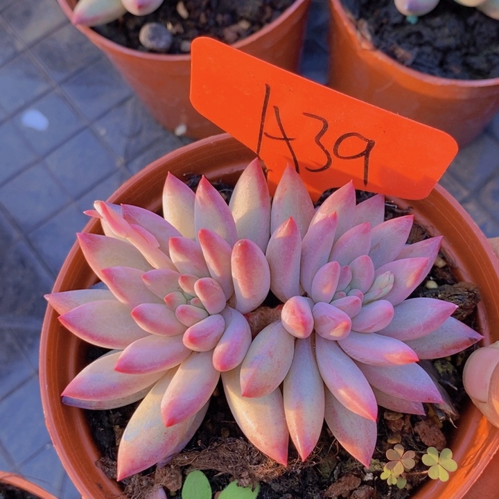 这么久不回来也没什么