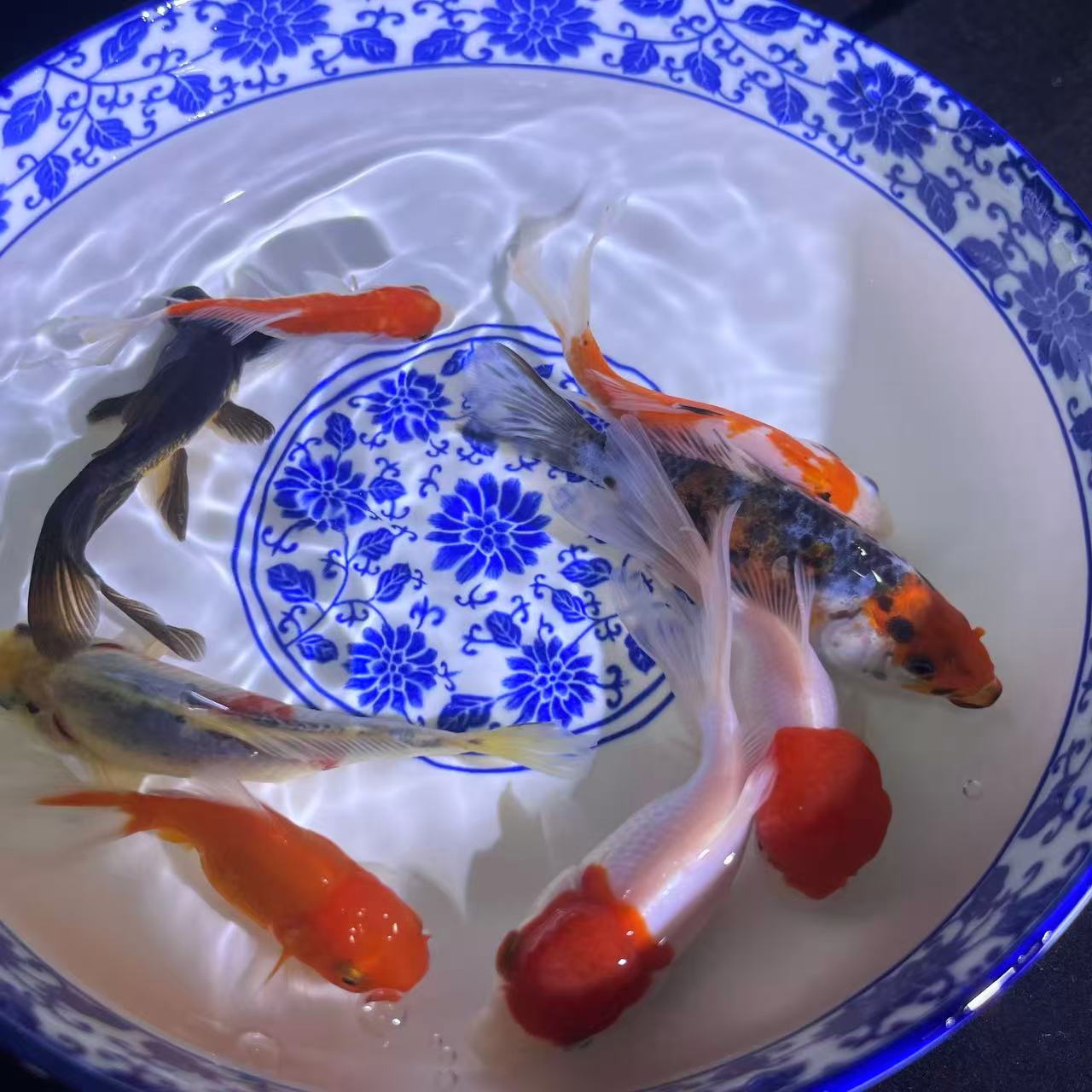 4号混搭包邮大尺寸【精品红白，兰花草，金鱼，国狮】共9条冷水观赏鱼