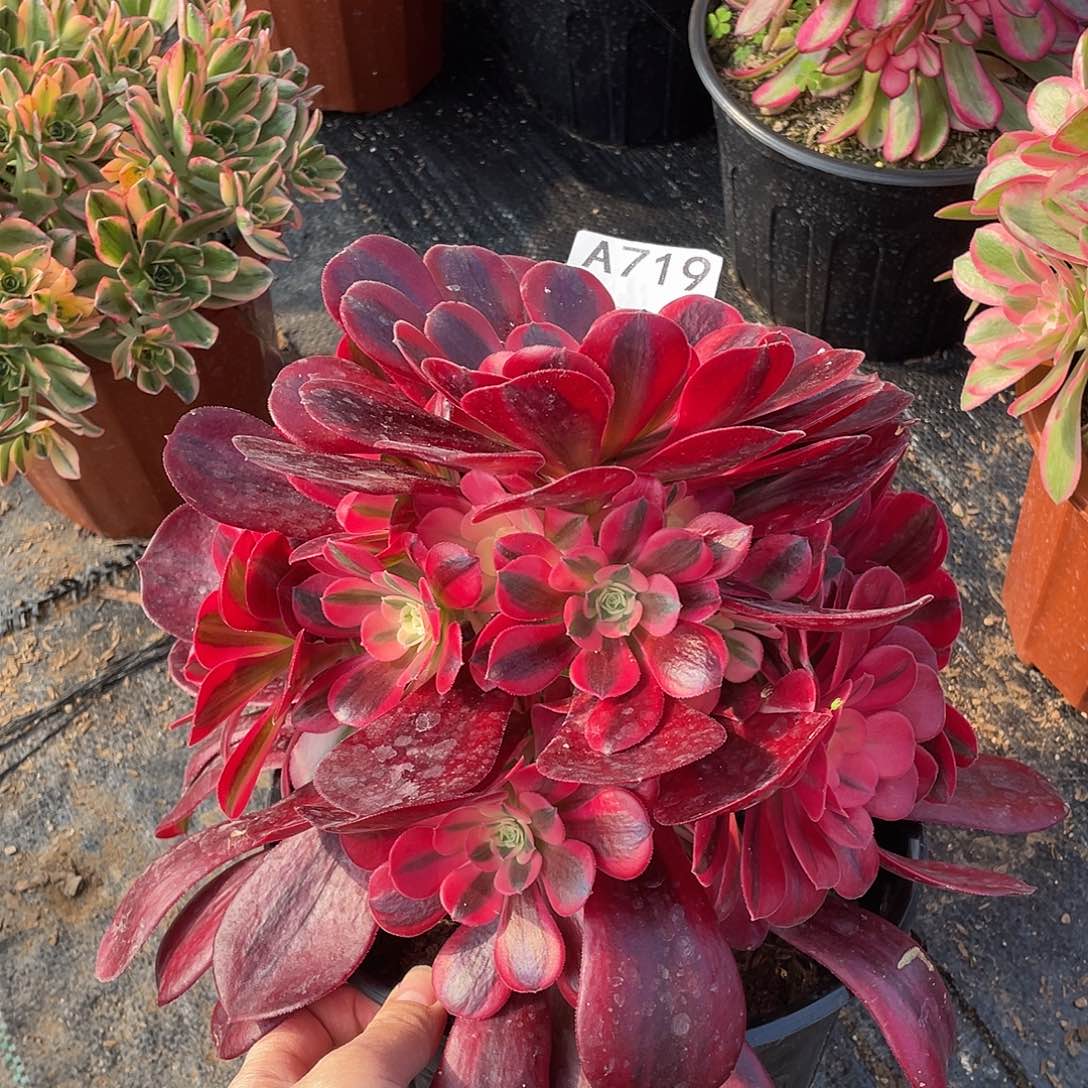 美杜莎多肉法师嫩桩719