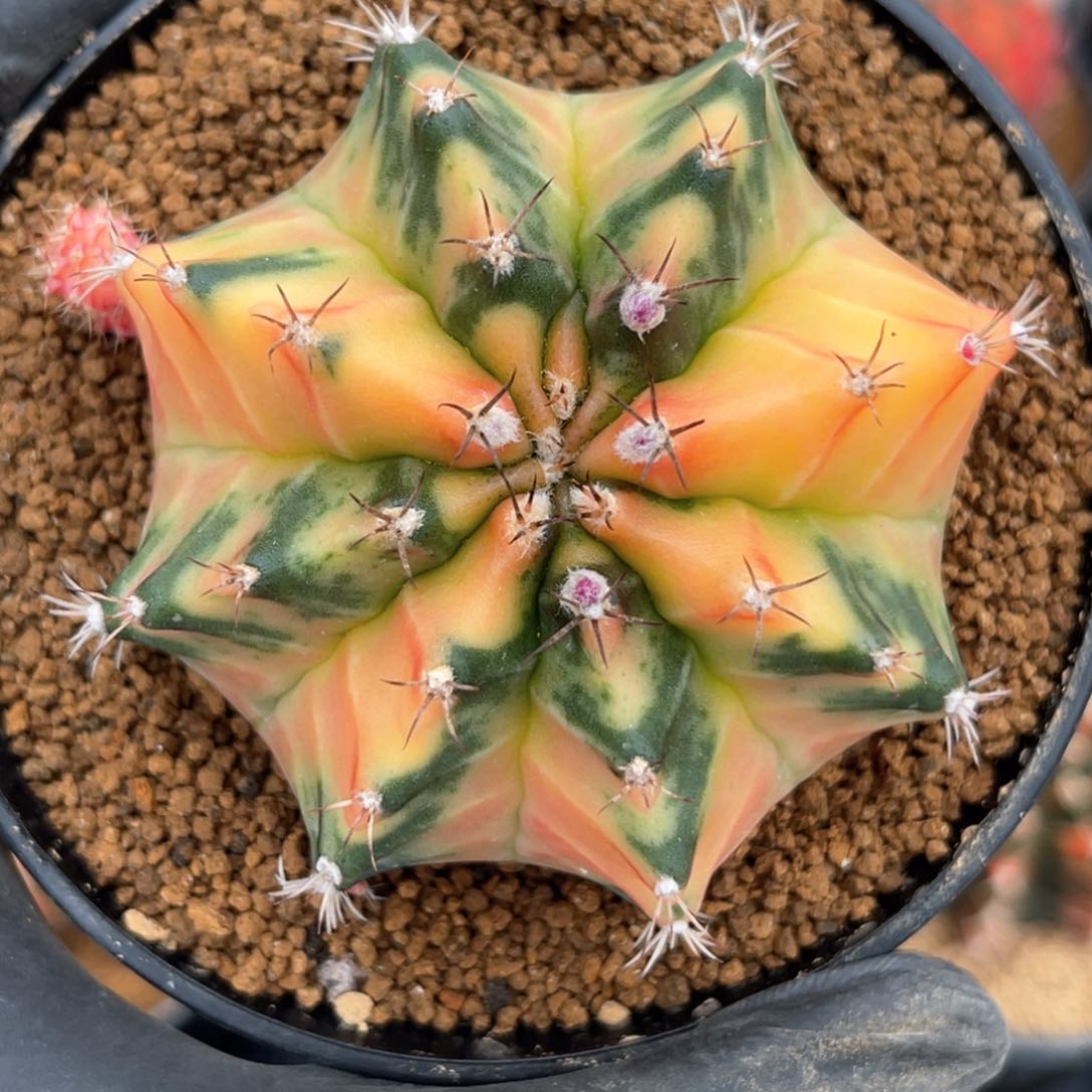 自根米哈球泰系哈哈0001