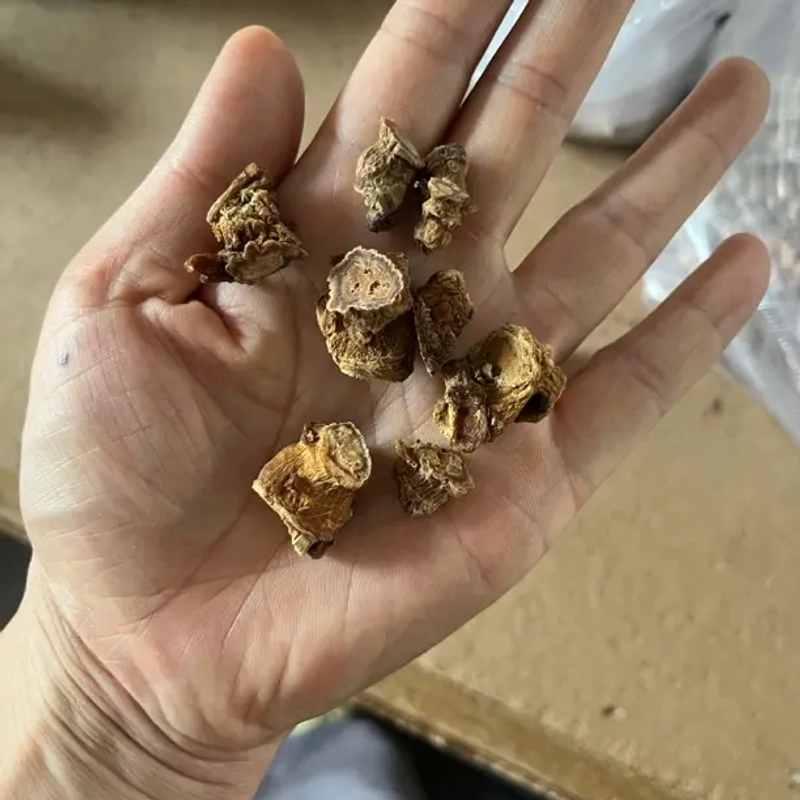 长白山特产 高丽参芦头