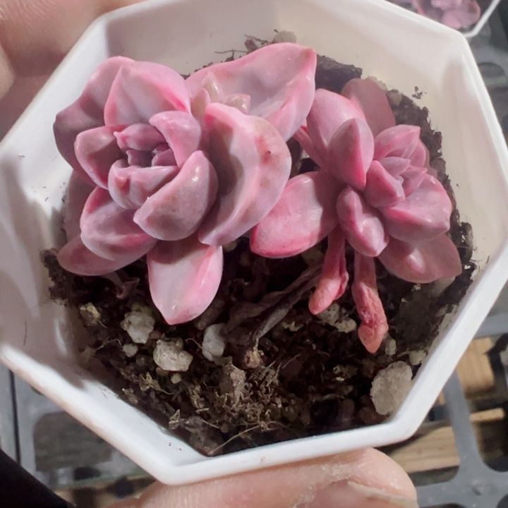 彩虹糖锦精品多肉植物