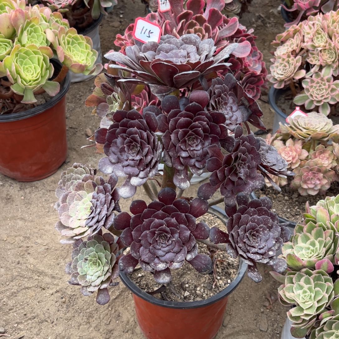 115多肉植物梅花法师