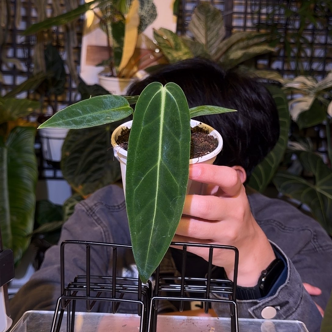 完全开放F145 籽播火鹤后