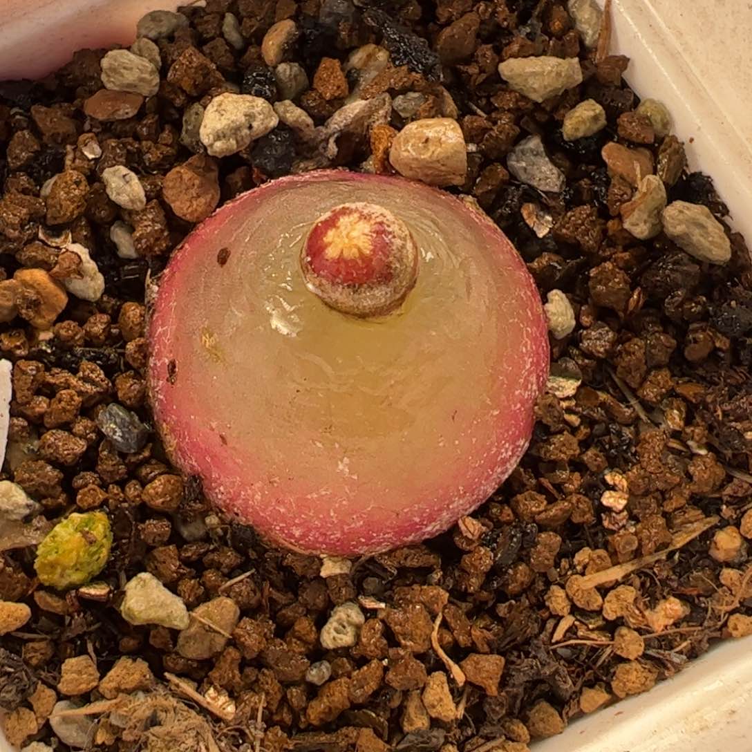 045多肉植物百科