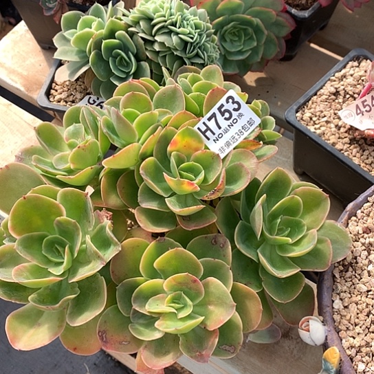 德芙朵朵753 亏本处理退款拉黑7-8天发货