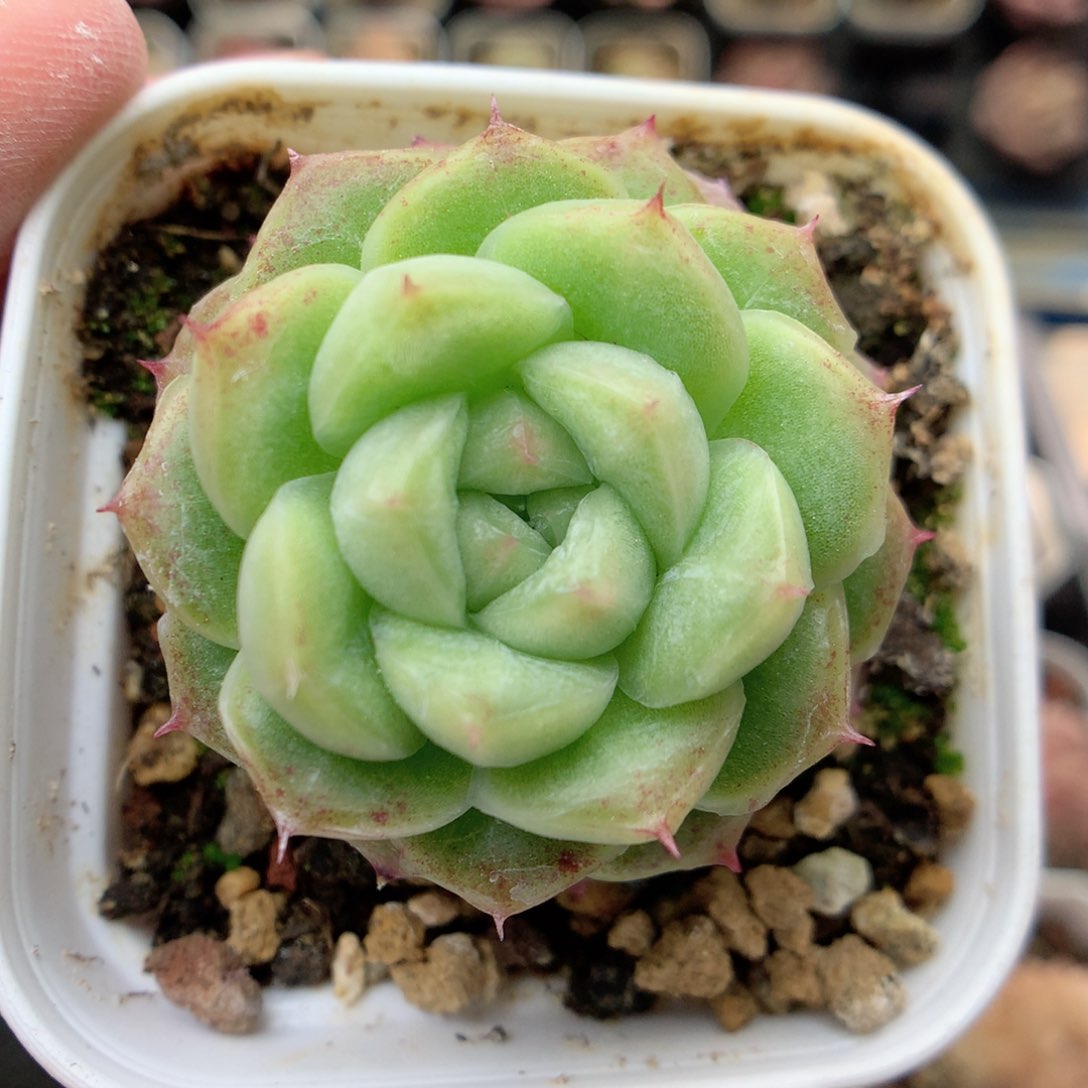 G110秃子绿透珍妮Q42