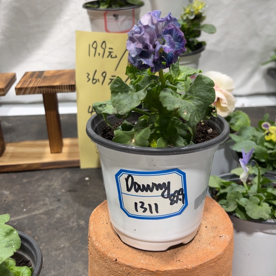 完全开放dawny1311