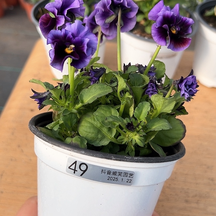 红陶抖音直播闪拍49