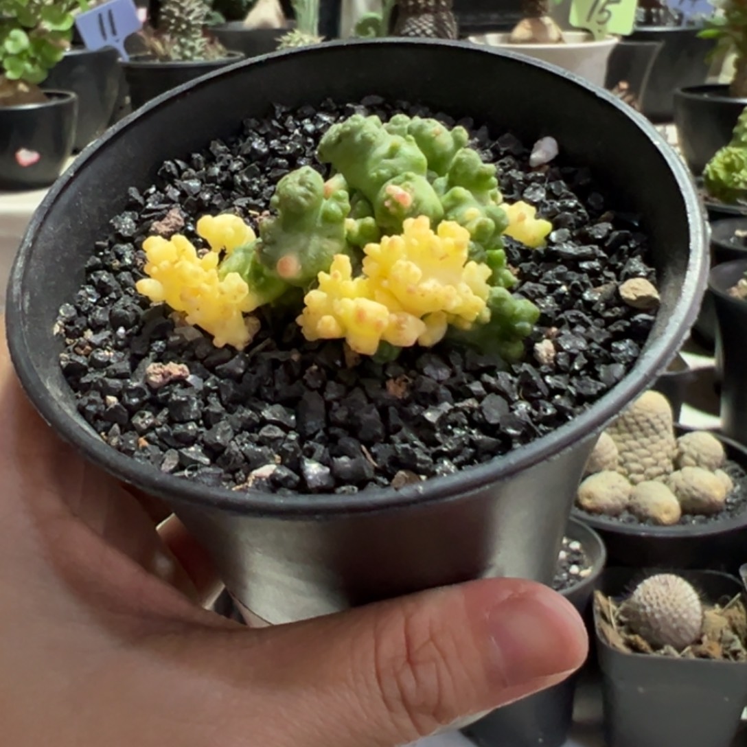 短毛丸缀化带盆111111111