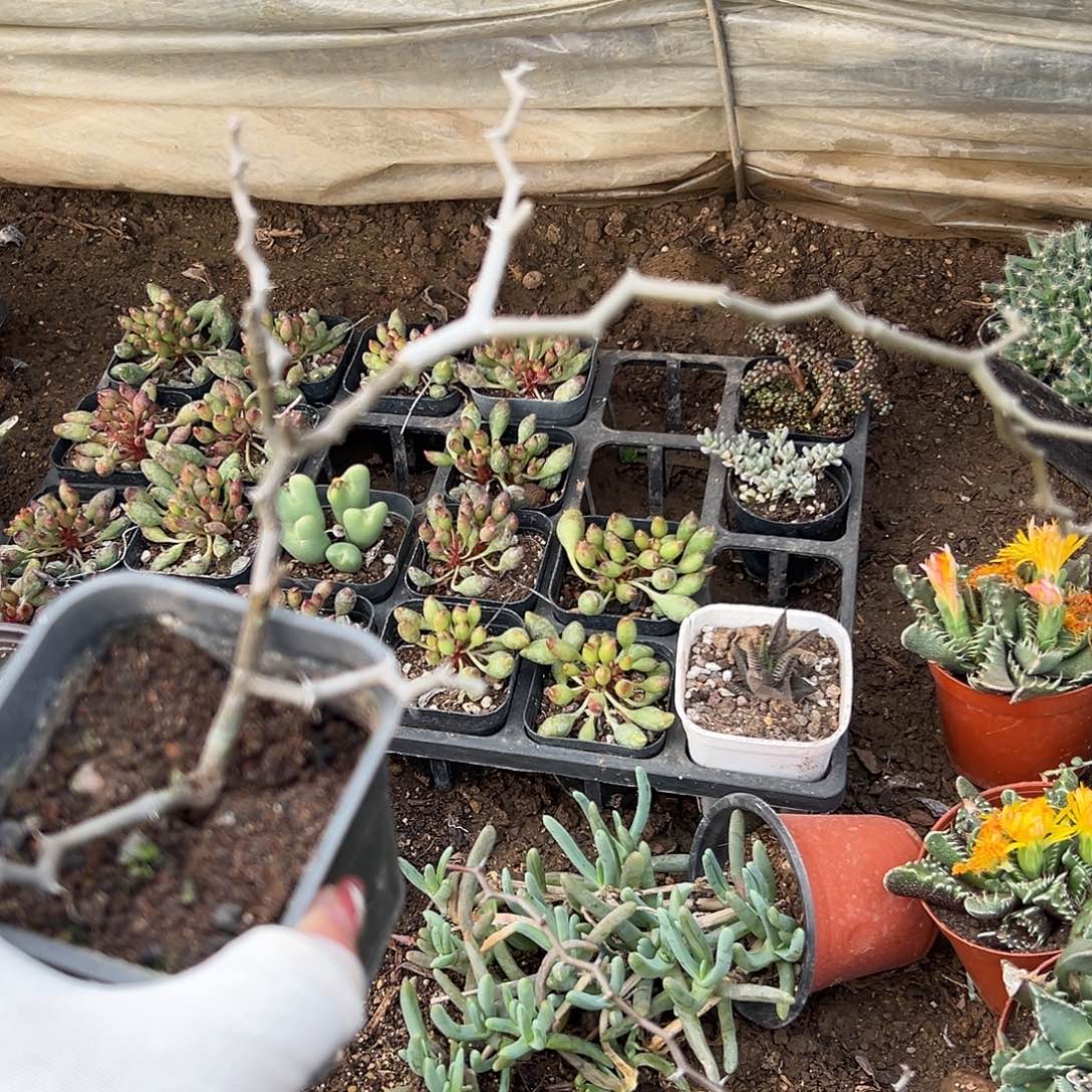 多肉植物弯曲龙群