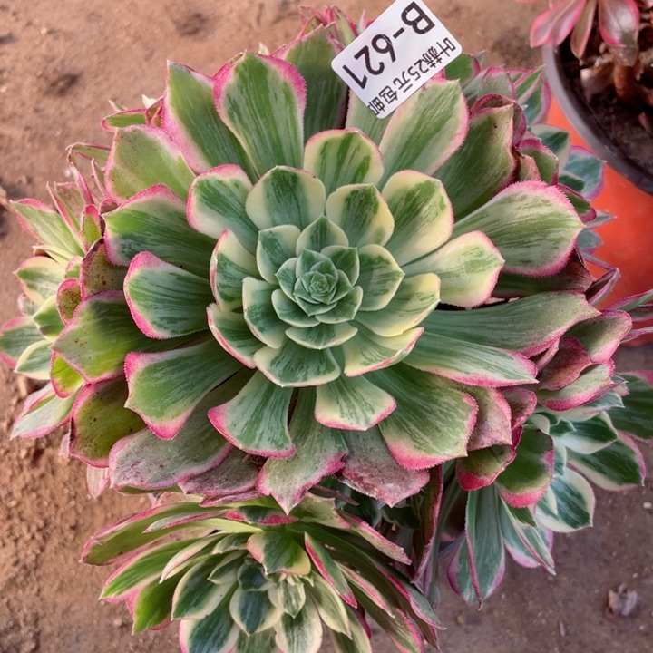 621万彩灯多肉1，啊12345678