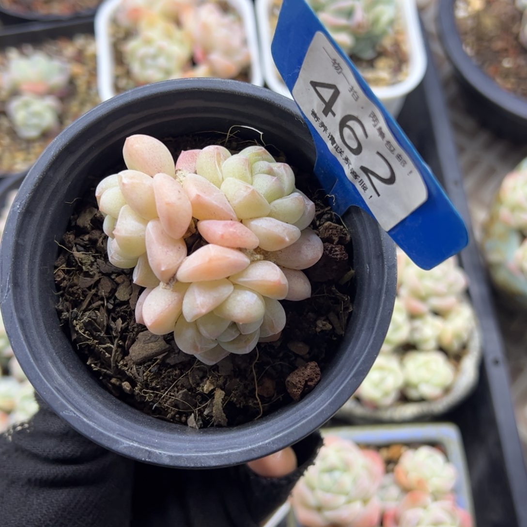 红陶望***安462号多肉植物