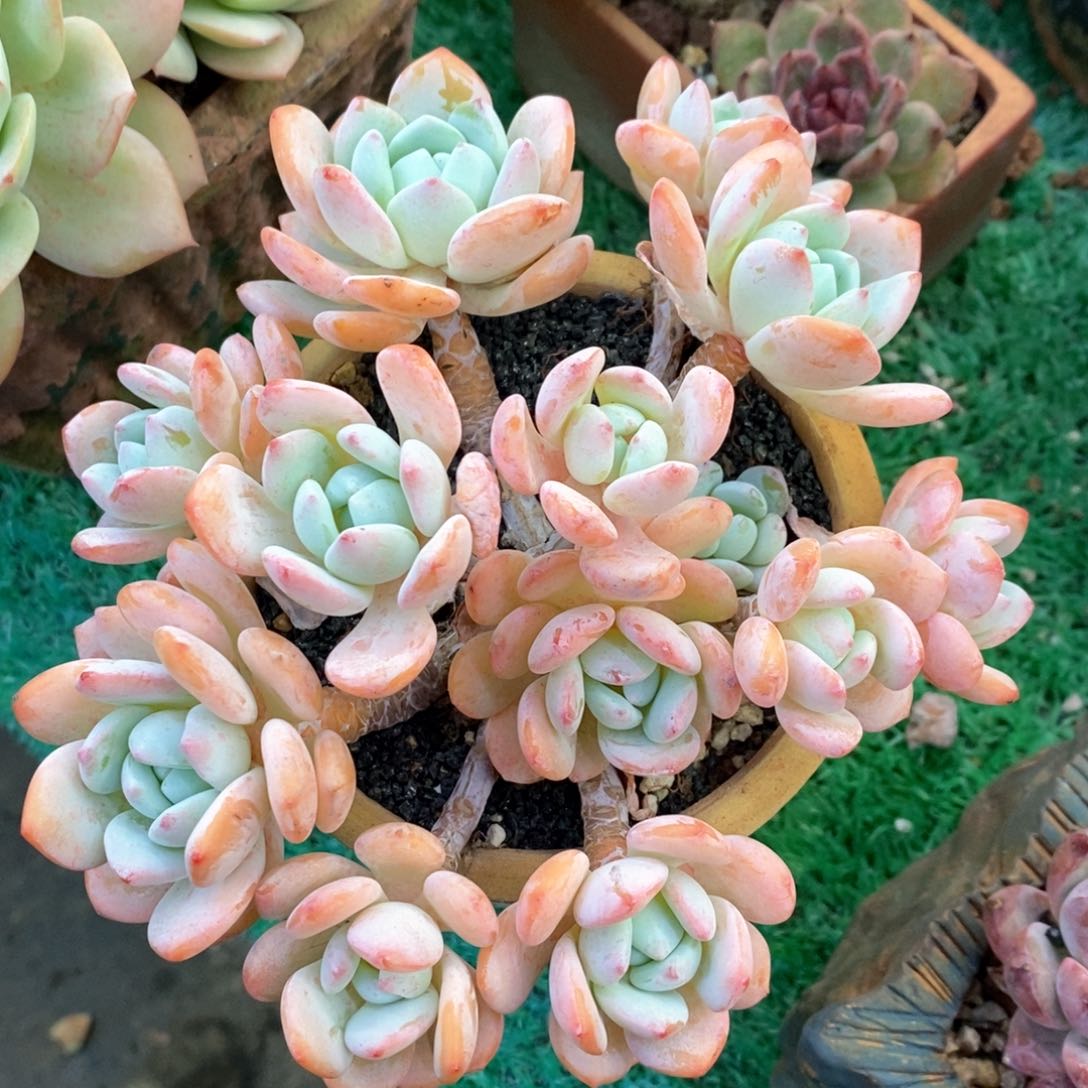 冷香多肉植物盆栽