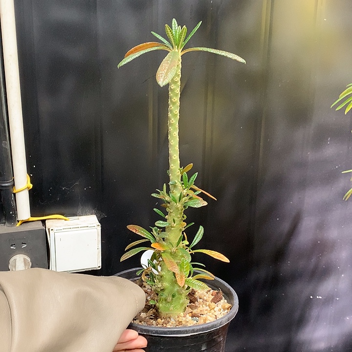 26巨琉珊哈哈哈哈哈哈哈哈