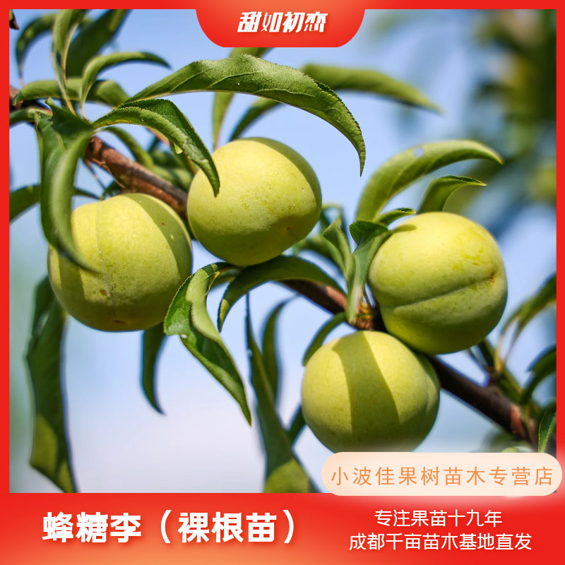 【正宗蜂糖李】现挖裸根苗 基地直发 可盆栽种植 早熟大果丰产品种
